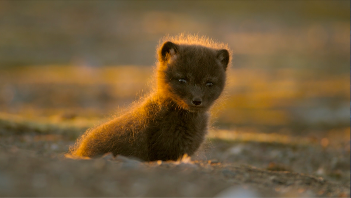 Animal Relationships and Adaptations | Canada: Surviving the Wild North